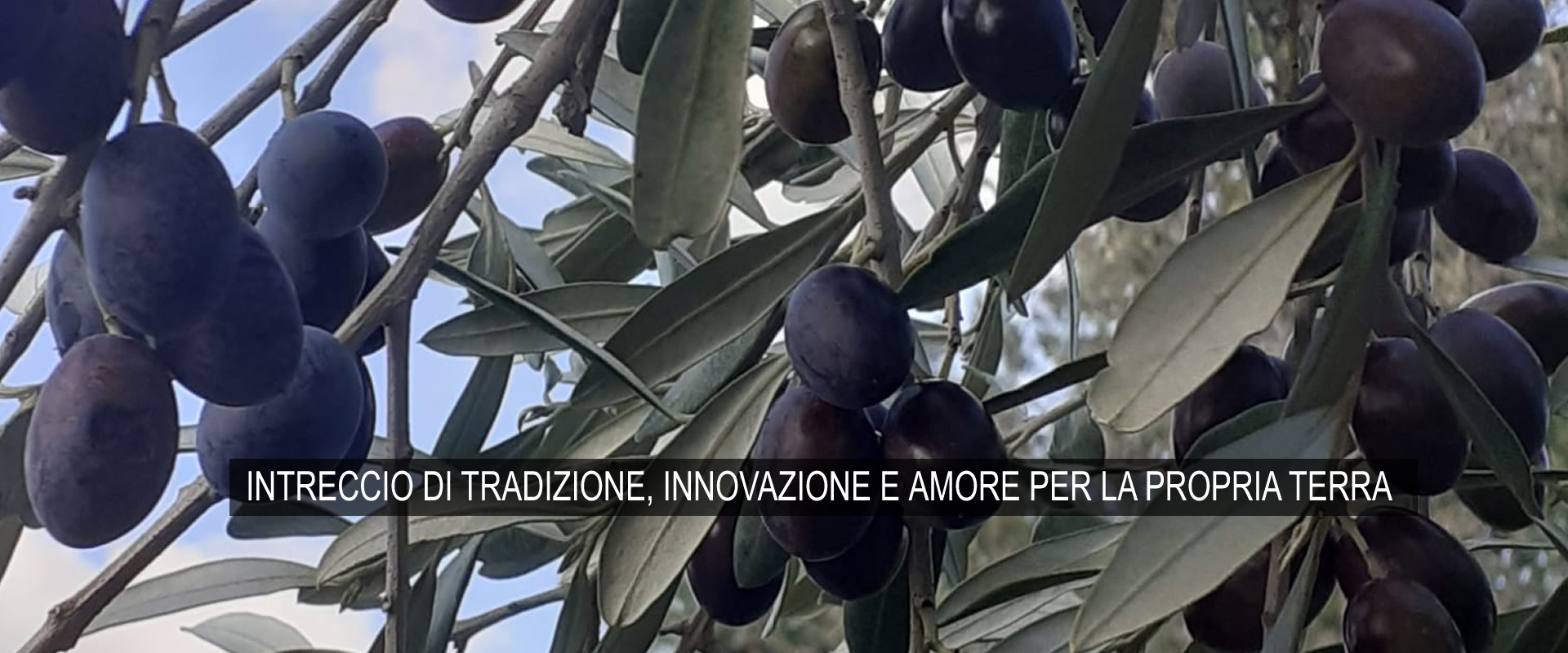 Bioindustria S.R.L. - Olio Extra Vergine di Oliva 